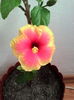 IMG_20151119_092403