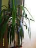 Dracena