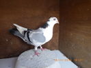 RIMG0164