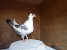 RIMG0170