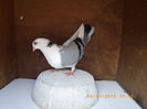 RIMG0191