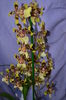 orhidee - oncidium 4