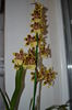 orhidee - oncidium 2