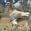 14295a vf maghiar