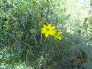 Coreopsis verticilata