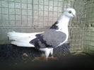 porumbita