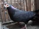 mascul