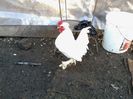 Burmese alb bantams