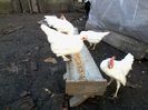 italiana alba pitica si Burmese bantams