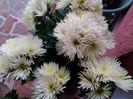 IMG_20151121_100551