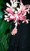 Schizopetalus