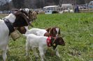 Capre Boer si Toggenburg-65