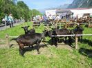 Capre Nera-Verzasca robuste
