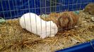 IMG_20151121_130346515