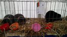 IMG_20151121_130408840