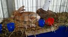 IMG_20151121_130418207