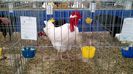 IMG_20151121_130534394
