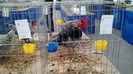 IMG_20151121_130629338