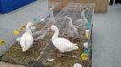 IMG_20151121_130706415
