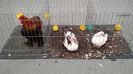 IMG_20151121_130746408