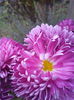 IMG_20151121_080644