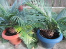 Cycas