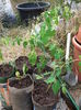 Moringa Oleifera Arborele Vietii