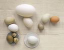 diferite-oua