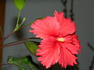 DSCN4239