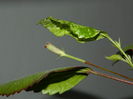 DSCN4242