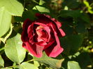 DSCN4264
