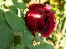 DSCN4273