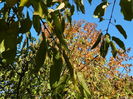DSCN4274