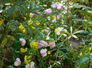 DSCN4277