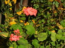 DSCN4286
