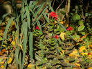 DSCN4287