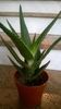 aloe vera(?)