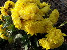 crizanteme yellow olymp