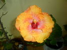 046