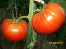 BRANDYWINE RED PARK SEEDS (18)
