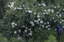 Rosa Alba Semi Plena