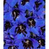 delphinium-cultorum-magic-fountain-dark-blue-black-bee-