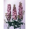 delphinium-x-cultorum-magic-fountain-cherry-white-g-9