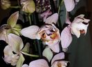 Phalaenopsis pelorica