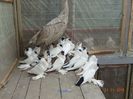 DSC07090