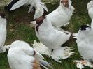 DSC07186