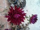 bordo