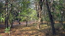 IN PARC