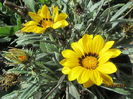 Gazania