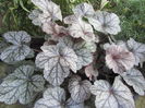 Heuchera (2)